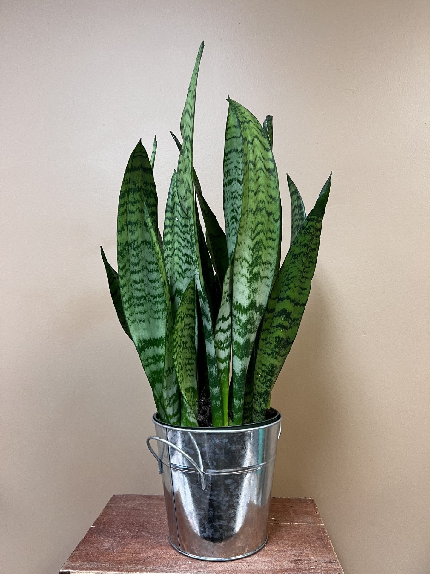 Standard Sansevieria