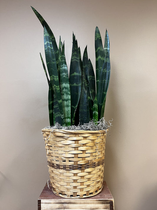 Modern Sansevieria