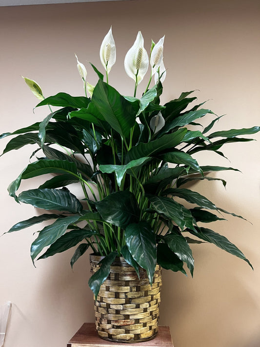 Deluxe Peace Lily