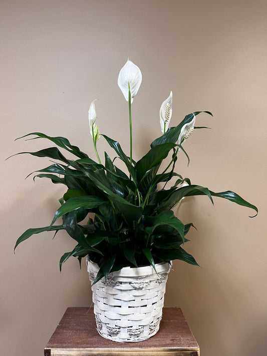 Standard Peace Lily